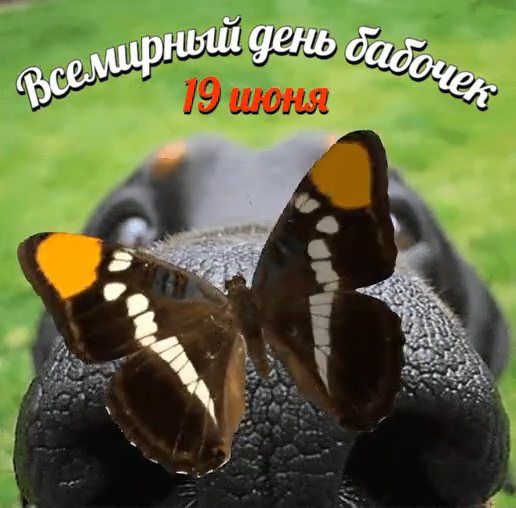 День бабочек День бабочек.