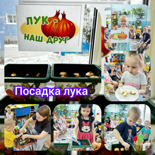 Посадка лука Посадка лука.